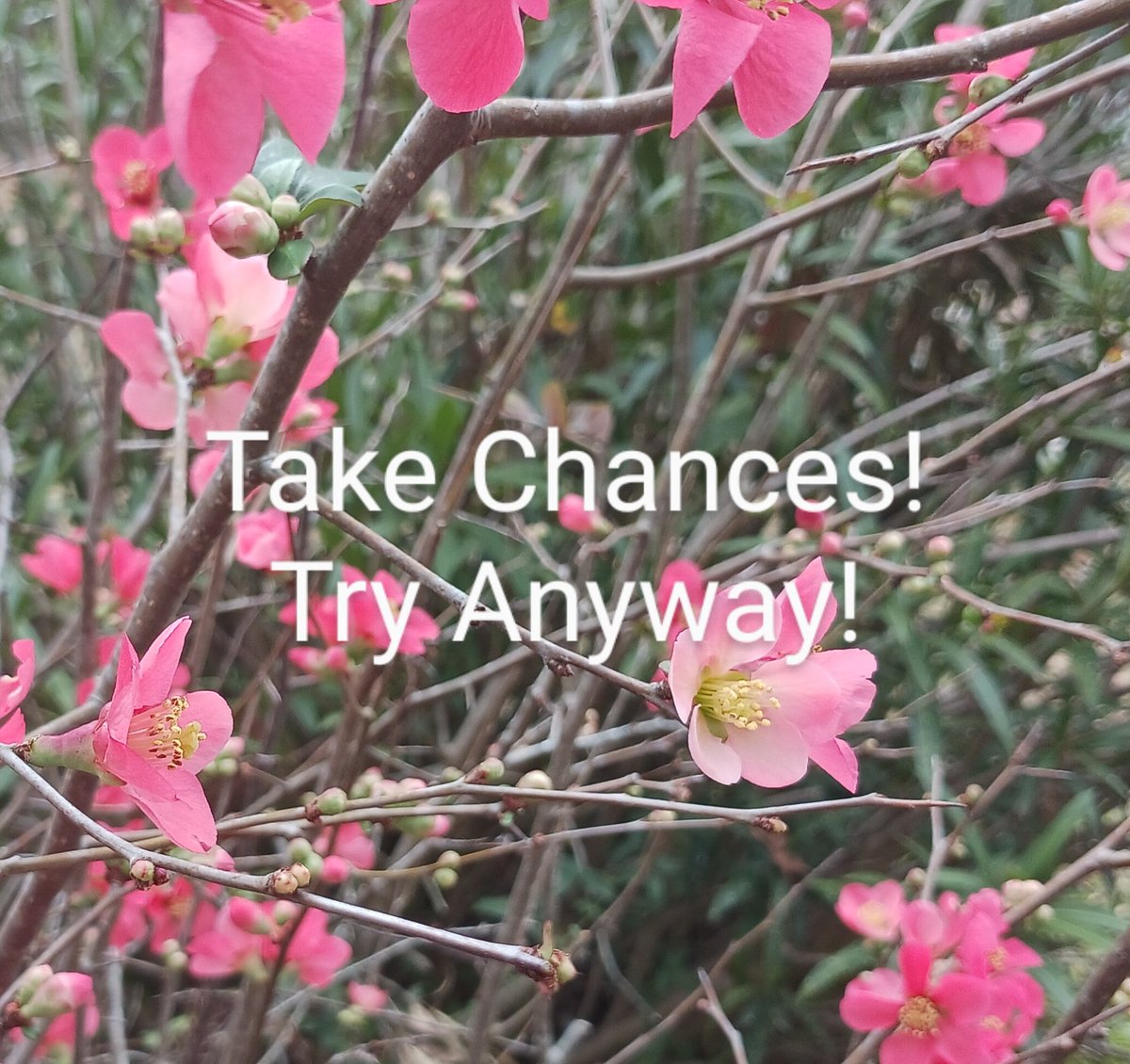 jryoumans's tweet image. Whatever you want to accomplish in life, add a little #happiness into #pursuing that #dream. Whether your dream is accepted or rejected, you&apos;ll know that you tried. #Trying is the important thing. J.Y. #TakeChances #TryAnyway