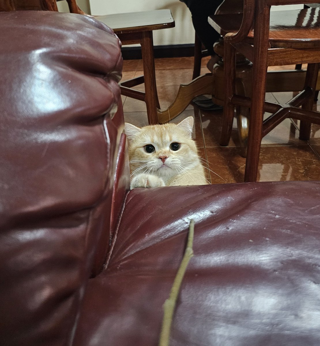 ที่บ้านมีแมวส้มหรือยังคับ