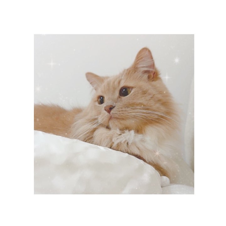 結城さくなさんちのねこ