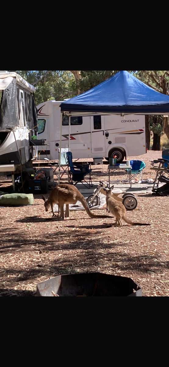BaileyAdventur1's tweet photo. Can’t move for Kangaroos round here! https://t.co/45hPiTA2FA