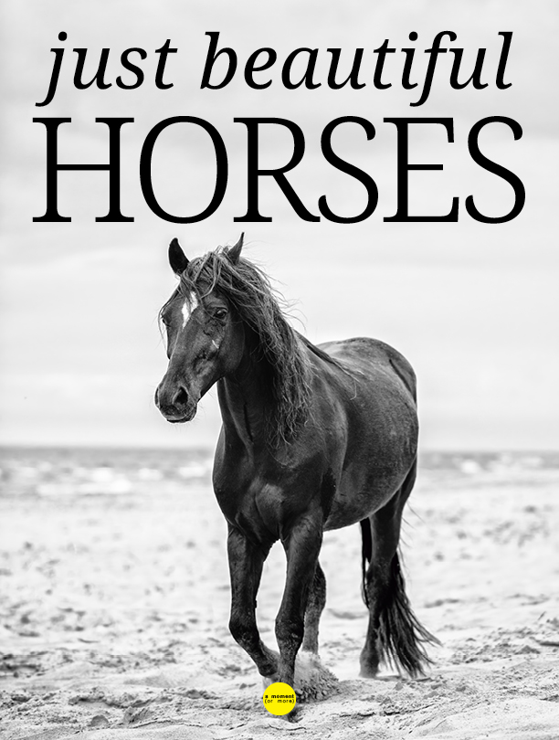 🚂➡️🐎 Next in the 'Just Beautiful' Series! 🐎⬅️🚂

After the success of 'Just Beautiful Trains', we’re excited to announce the next installment: 'Just Beautiful Horses'! 🐴
We’re currently working on the cover and wanted to share two options with you. Which one do you love most?