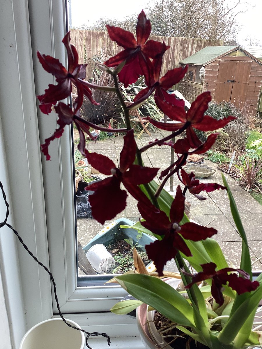 My gorgeous orchid. First flowering for five years.