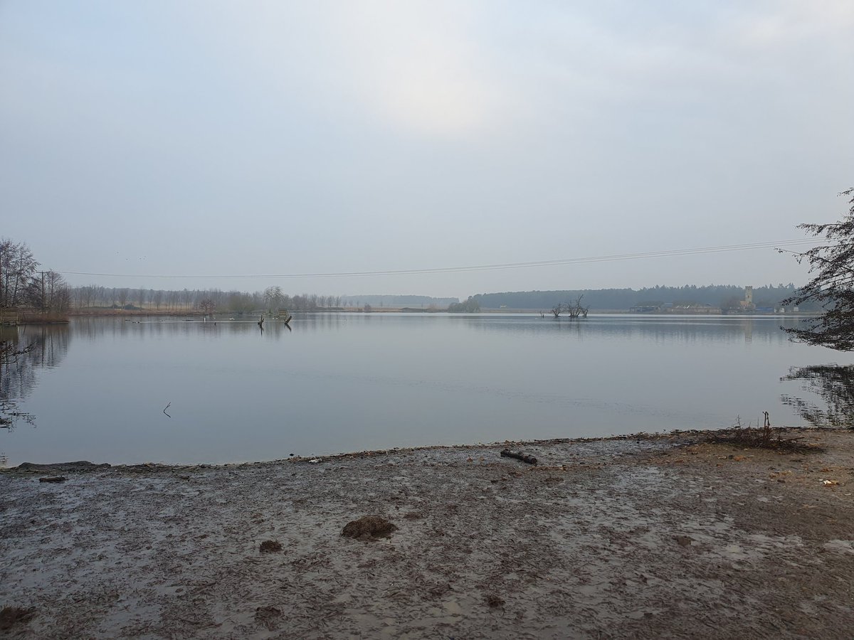 A fairly quiet #WeBS_UK count at Livermere and Ampton Water this morning, other than 450 noisy Greylags, 54 Shelduck and the first Oystercatcher of the spring back locally
