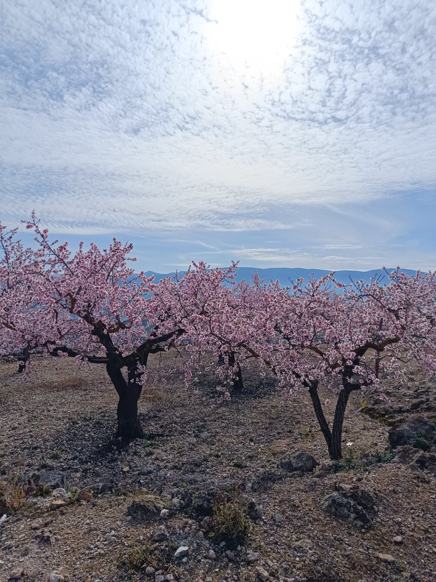 #Beniarrés

"A las aladas almas de las rosas
del almendro de nata te requiero,
que tenemos que hablar de muchas cosas,
compañero del alma, compañero."