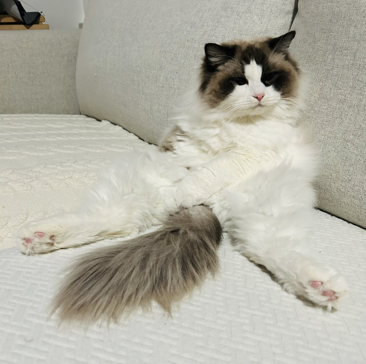 Never a dull moment with these gremlins 😸