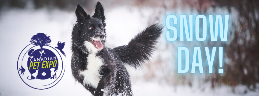 We hope you are staying warm in all this snowy weather! Does your dog love the snow? Let's see a photo of them having fun in this winter wonderland!