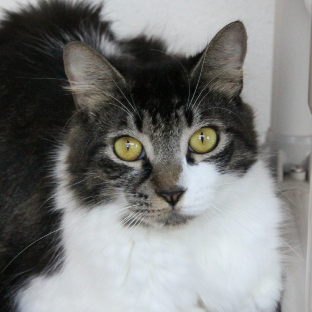 Sunny is a gorgeous 3-year-old long-haired cat with an independent streak. He is gentle, sweet, and will approach you when he wants attention. Sunny grew up in a home with several other cats.

Come fall in love with some kitties! Visit catdepot.org/adopt