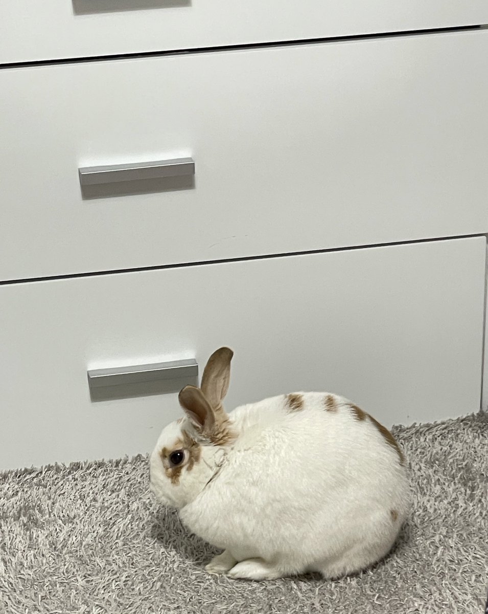 주먹밥구 쿵야가 되어가