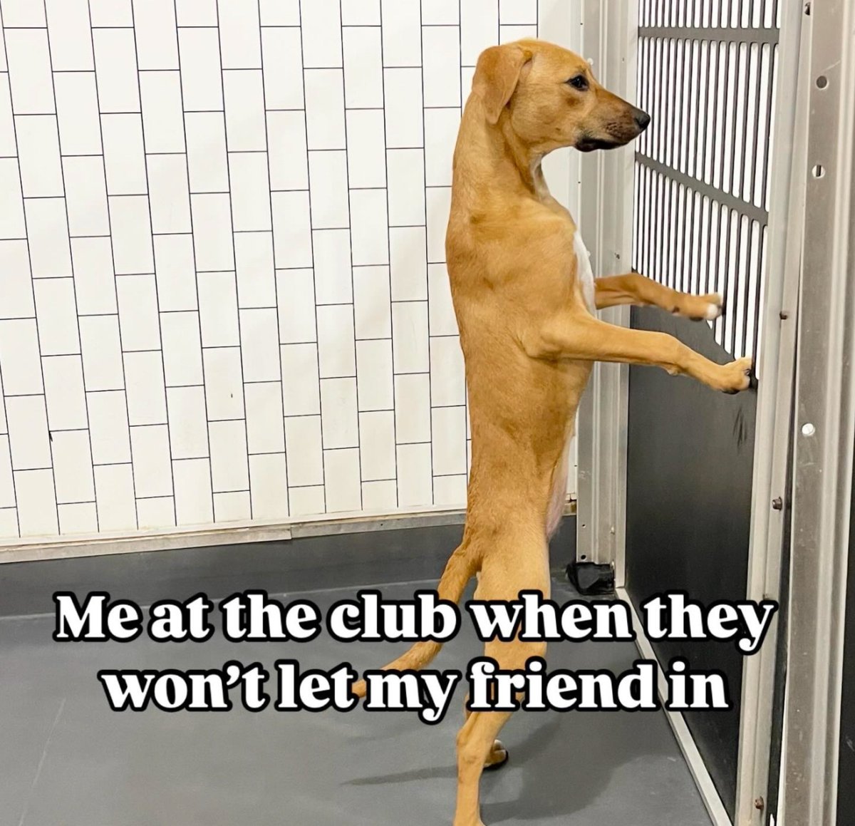 District Dogs tweet media