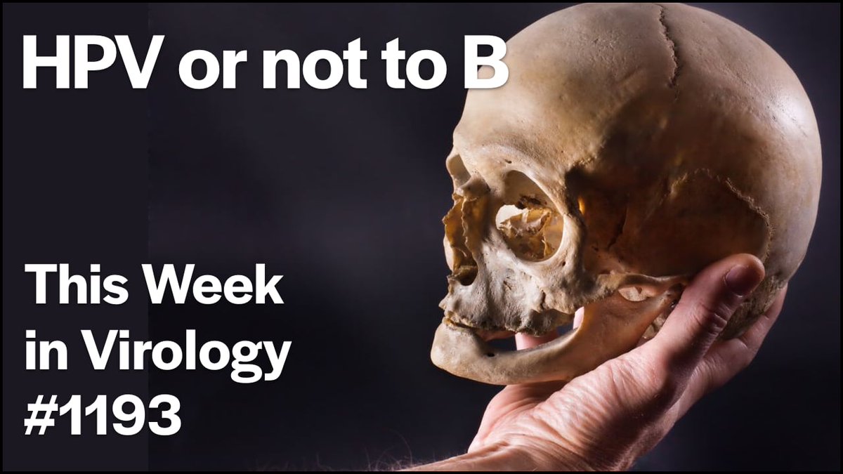 TWiV reviews a facility accident that killed monkeys, new bird blu genotype found in Nevada dairy cattle, Argentina plans to leave WHO, dynamics of HPV infections in women, and Epstein-Barr virus protein targets B cell receptor for degradation. 📺 bit.ly/4gEAhYk