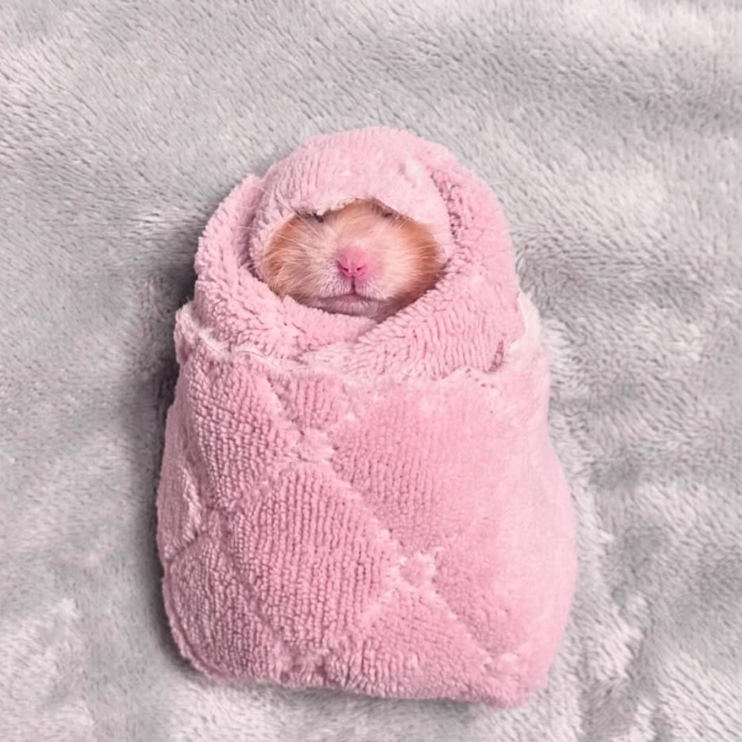 Hamster of the Day 🐹 tweet media