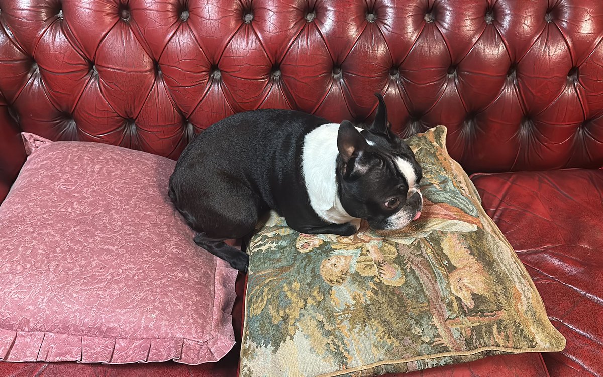 Why have a bed, when you can have a couch. 🖤🤍🖤
