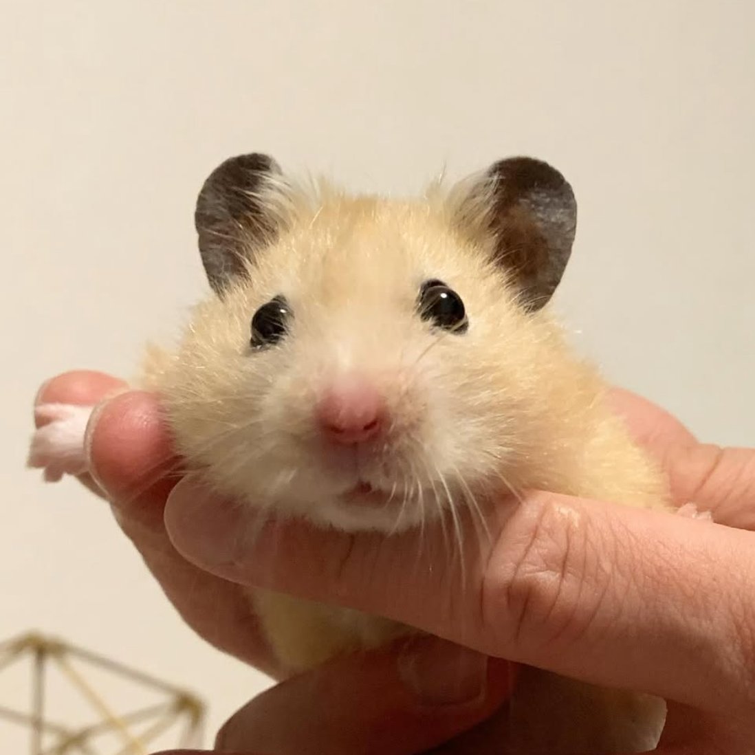 Hamster of the Day 🐹 tweet media