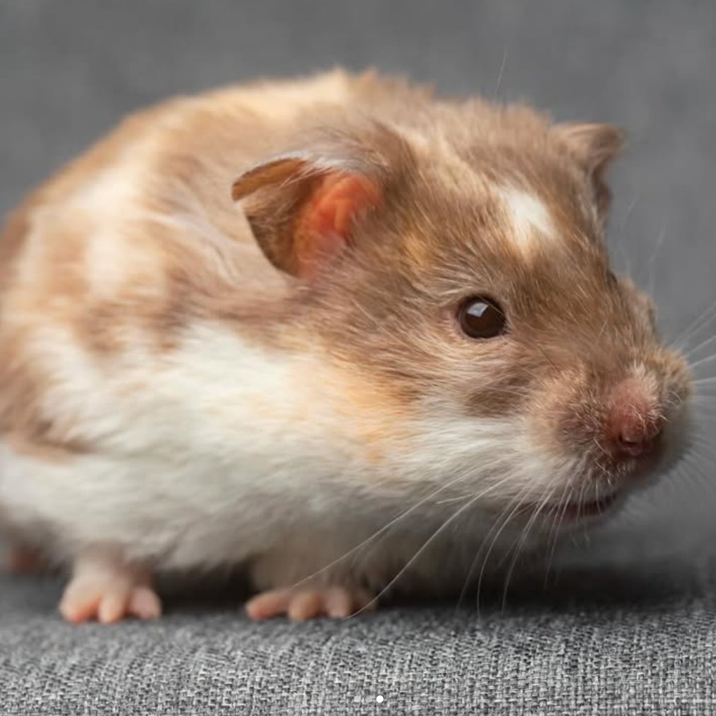 Hamster of the Day 🐹 tweet media