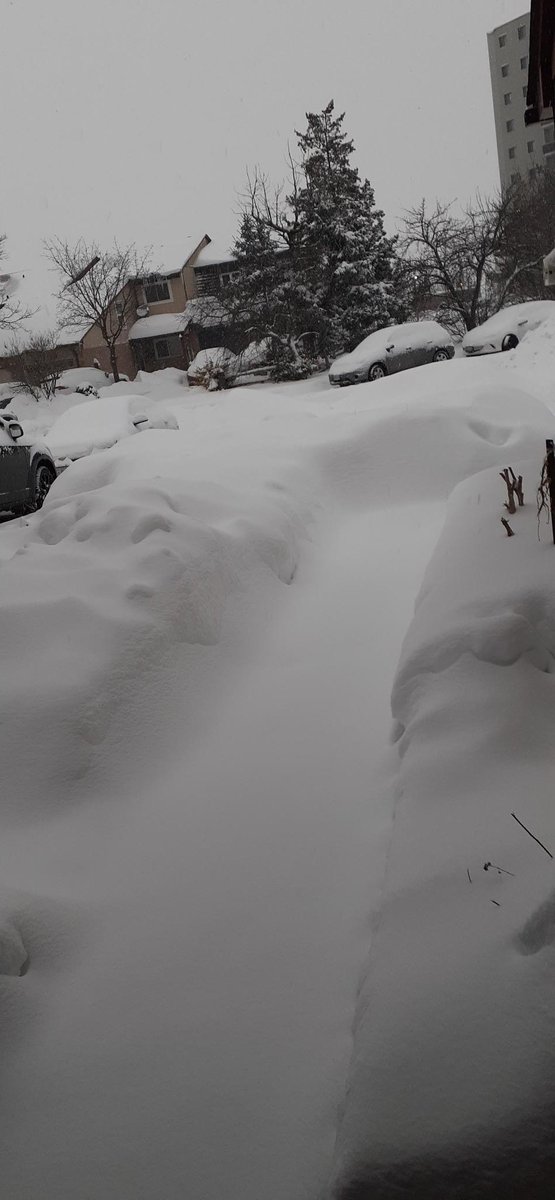 SNOWED IN. February 16, 2025. View from my porch steps.