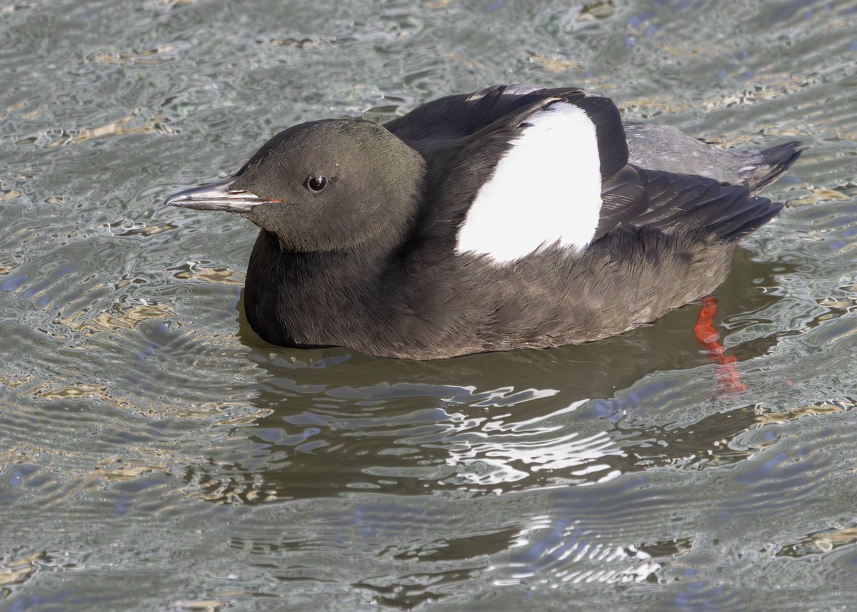 Nathaniel Dargue (@nathanieldargue) on Twitter photo Great views of these Black Guillemots gearing up for spring, at Belfast’s City Quays a couple of weeks ago. Lots of vocalising, display and checking of nest sites <a href="/BirdGuides/">BirdGuides</a> Great views of these Black Guillemots gearing up for spring, at Belfast’s City Quays a couple of weeks ago. Lots of vocalising, display and checking of nest sites <a href="/BirdGuides/">BirdGuides</a>