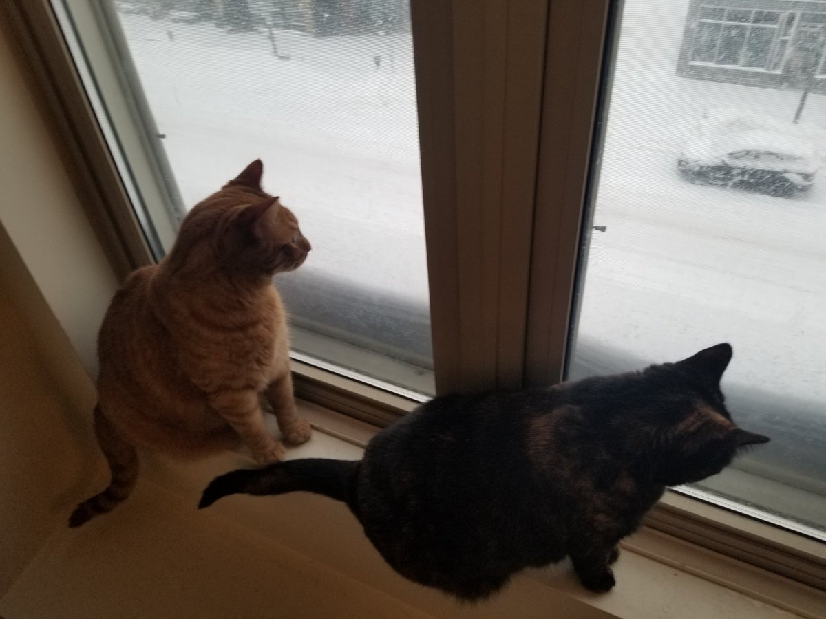 That window the cats were looking out at 8:30? 10:45, it's snowed in.