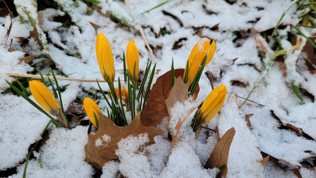 TaxFrancien's tweet photo. Winter en lente komen samen Roosendaal @Weerplaza @WNLVandaag @weeronline @_weernl @weer  @helgavanleur @BuienRadarNL @HartvNL  @omroepbrabant https://t.co/D403wUz2Fu