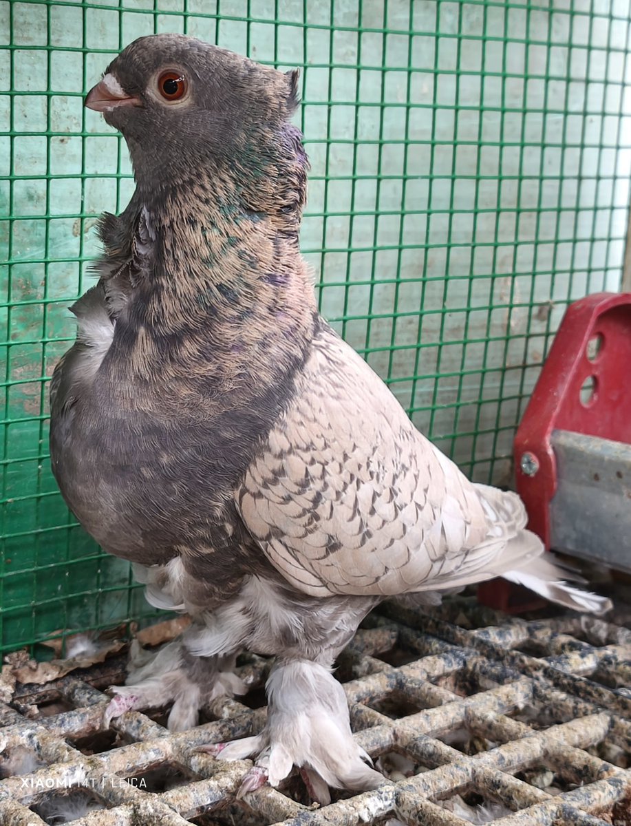 #hünkari #güvercin #orientalfrill #bursa #turkey #cof  #gold #pigeon