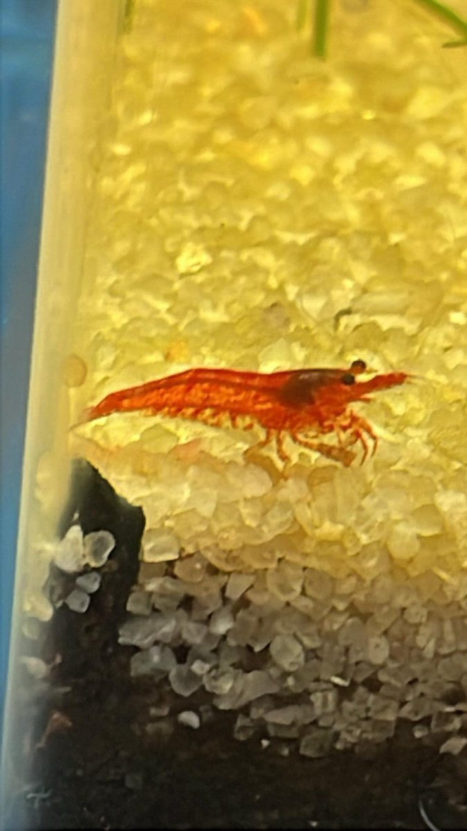 Goodnight from my shrimp, Andrew