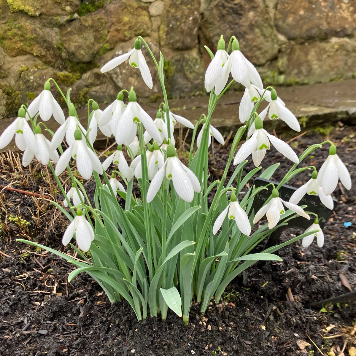 BBC Gardeners World tweet media