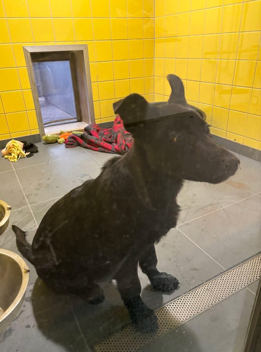 #Hond gevonden in  #AMSTERDAM 

Deze zwarte herder dame is gevonden aan de #Meerkerkdreef in Amsterdam #Zuidoost en verblijft momenteel bij de DOA onder nummer 57532. 

Ken je deze hond of het  baasje neem dan contact op met  de DOA 

DELEN ALSJEBLIEFT! 💜