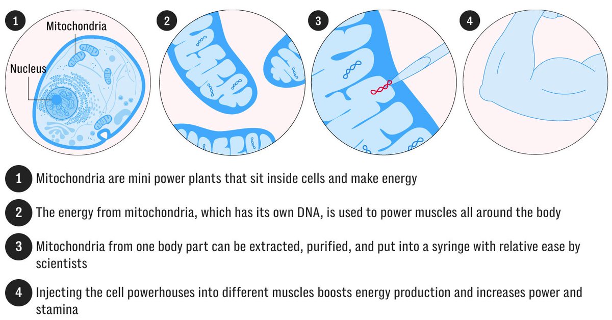 Mitochondrial transplantation could revolutionize aging and disease treatment.

In older rodents, transplantation enhances:
🏃‍♂️ Speed by 45% &amp; endurance by 48%
⚡ATP by 51%
🏋️‍♂️Mitochondrial enzyme activity by up to 65%

Human trials are already underway 🧵1/12
