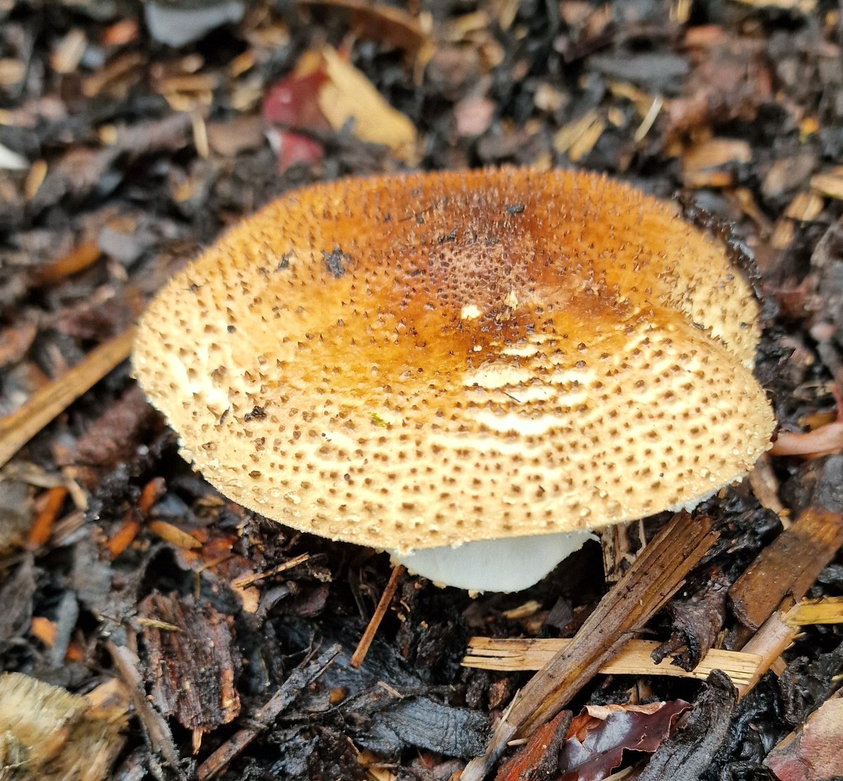 #FunghiOfTheDay is this absolute beauty