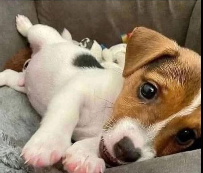 BE KIND TO ALL ANIMALS