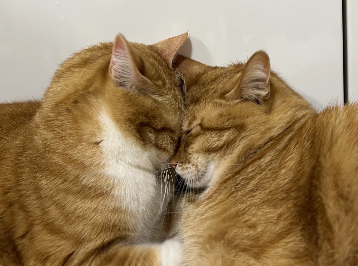 kunyan_kainyan's tweet image. ぎゅむむむむむ…