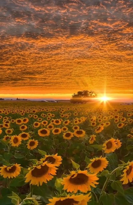 sunflowerchives's tweet photo. sea of sunflowers🌻 https://t.co/V5wBb7dGfM