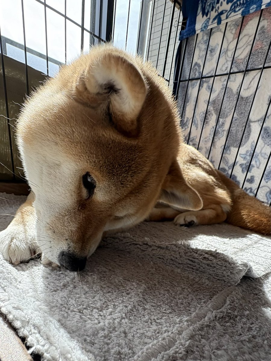 1974rz34's tweet image. 今日は暖かい一日だったな。明日から三連休。今夜も睡眠を楽しもう。おやすみ。
 #CPAP