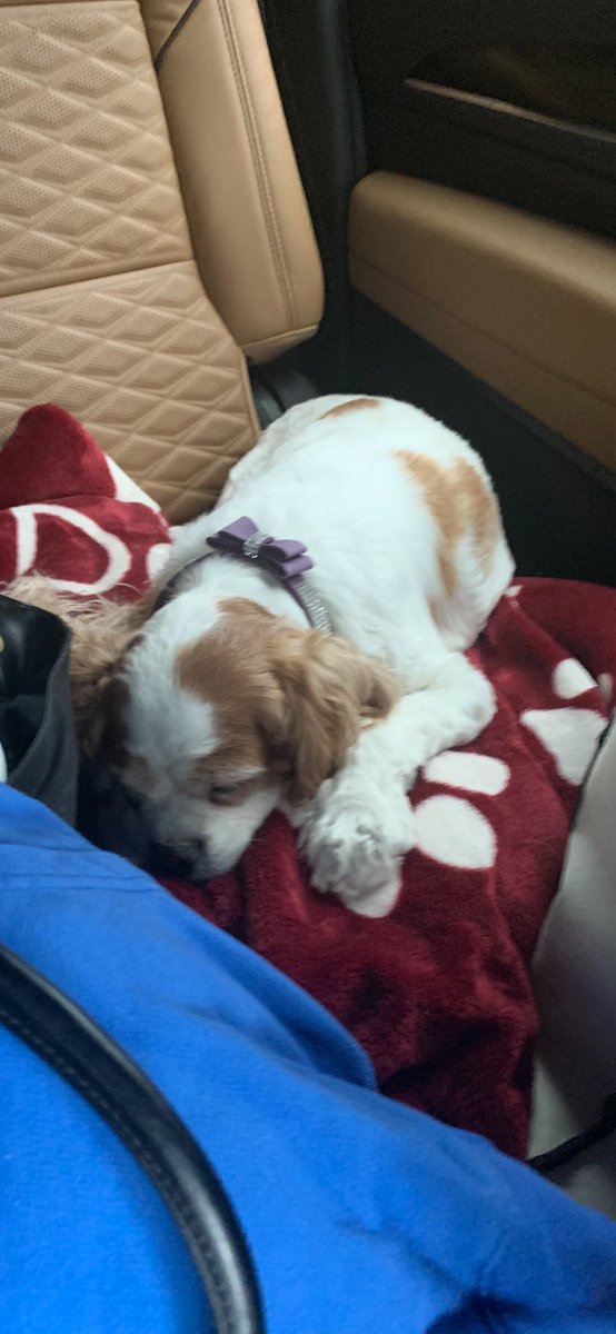 TarHeelBruin's tweet image. Momma drags me 🐶 everywhere. #headedhome #byeflorida
