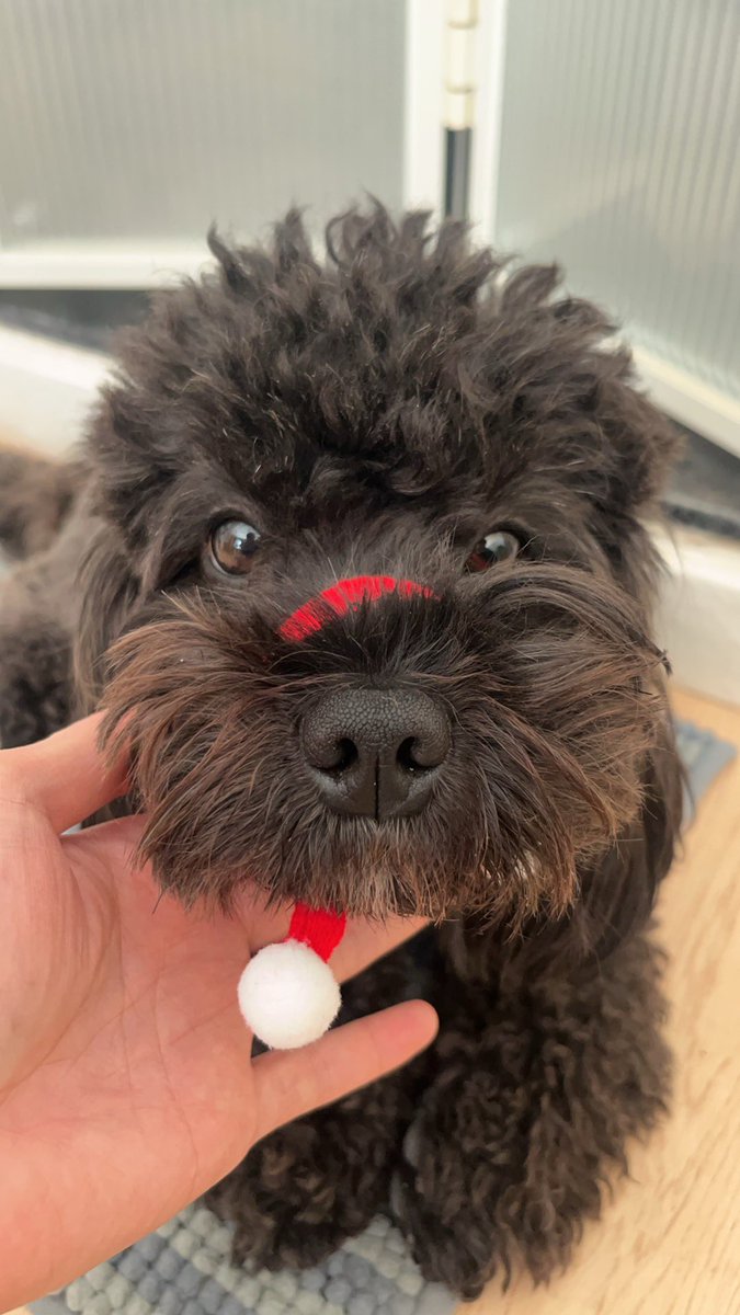 多少人会觉得自己可以通过面相分辨出狗的性别呢？ 🤔 成功率又如何？ （这里投票和图片不能同时使用是什么逻辑……）