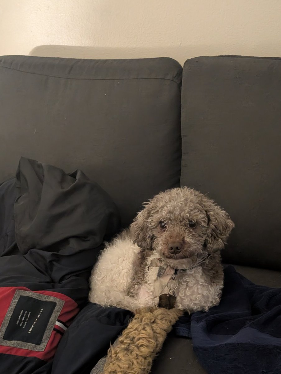 KillerArtking's tweet photo. I've been going through a lot this month Baker hit his head. When he was running down the stairs hit his head on the closet door. Now that he has to take #seizure #medicine.
Baker wanted to eat #humanfood that my girlfriend gave #follow #sub
https://t.co/O42haQJluI https://t.co/XxttiDoe7G