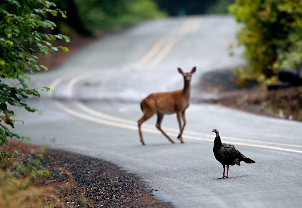 On keeping roadkill. 
oodmag.com/ask-a-co-on-ke… 

#hunting #fishing #outdoors #askaco #conservationofficer #longhauling #roadkill #keepingroadkill #endangeredspecies #moosetag #caribou #hunt #fish #conserve #conservation #nature #wildlife #ontario