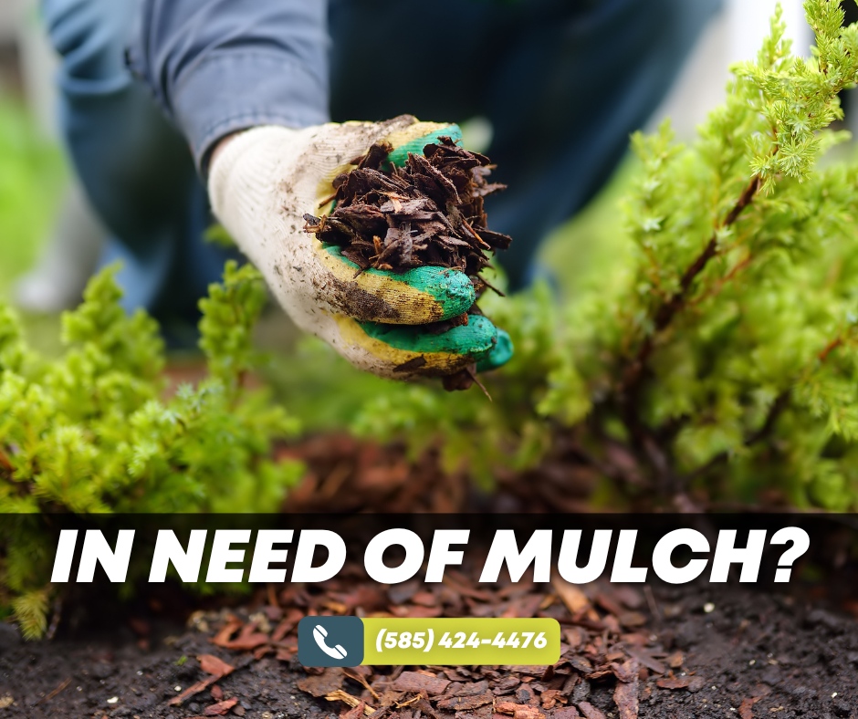 BroccoloLadyB tweet media