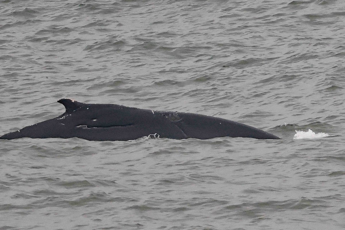cwbell64's tweet photo. HUMPBACK WHALE !! Off Scarborough's Marine Drive on a wet Sunday morning. UNBELIEVABLE !! Thanks to Scarborough Porpoise  for the opportunity to see this !! #Scarborough #Whales #Humpback https://t.co/krFbMKYJzm