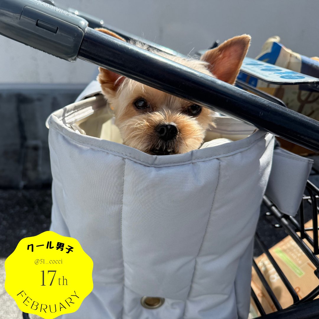 ♥夏の大特価Sale‼️イギリスお目目の可愛いドックカート②❤️ 中古・型落ちペットカートの格安通販 – Rentio Outlet