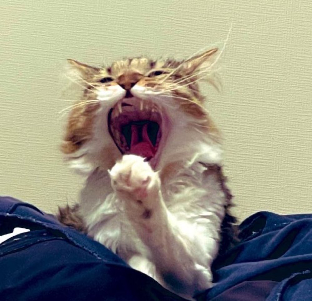 おやすみにゃしゃあああーーーい🐈🐾