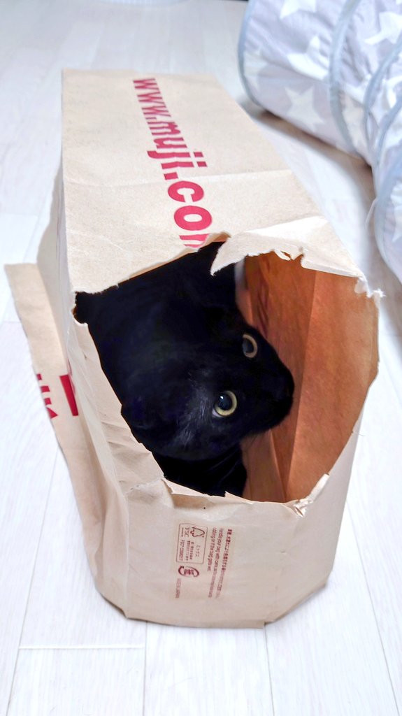 紙袋の穴から覗く顔かわいい🐈‍⬛