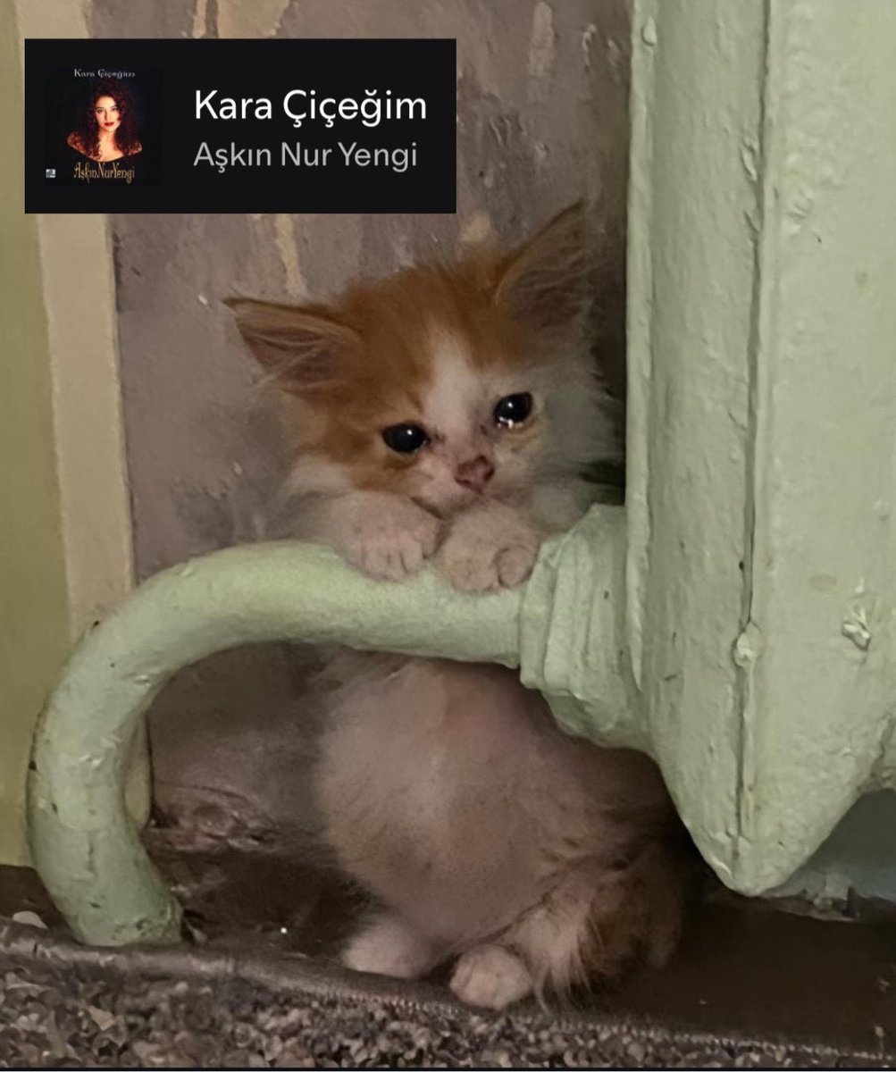 golevka (@hewruewr) on Twitter photo 