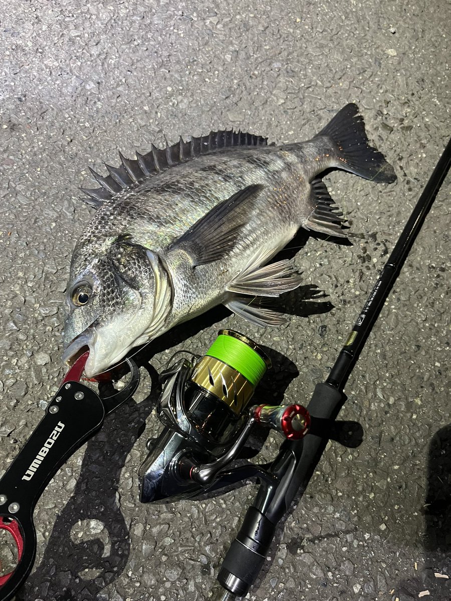 pyonpyonwt's tweet image. チヌー！！

#チニング