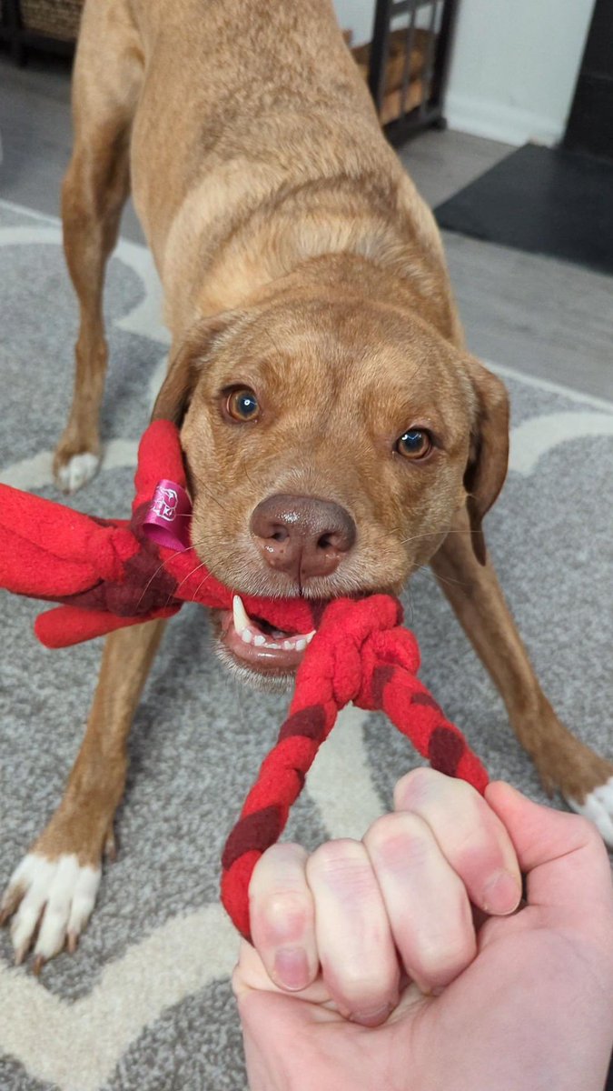 ChelsysToys's tweet photo. Meet Checker! 🐾 This amazing pup has been rocking our tug toys and snuffle bags for years, bringing endless joy to the Chelsy's Toys family!

Huge thanks to Checker and his humans for being such incredible supporters! Your trust means everything to us! 🫶

#DogLife #PetToys https://t.co/Sep9z5edG0