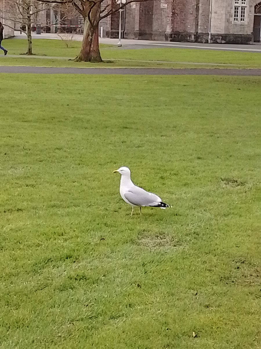 BettinaRezania's tweet photo. Day 777, I said stop walking and the seagull stopped and let me take the photo. 😂 #800daysofwalking #100daysofwalking https://t.co/3n7mKiP3EG