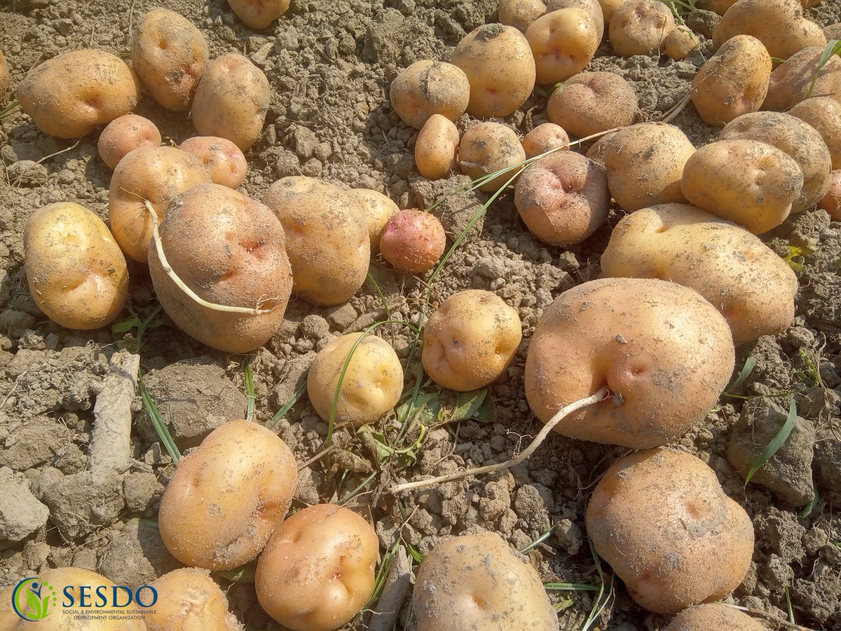 Tapas_Mollick's tweet photo. Potato Cultivation: Climate-Smart Agriculture

#climatesmartagriculture #climatesmartagroforestry #climatesmartagritourism #agritourismvillagekatakhali #climateresilience #farmers #foodsecurity #CSA3 #SESDO #sesdobd #Satkhira #Bangladesh #livelihoods #SDGs https://t.co/s6QeEVkB00