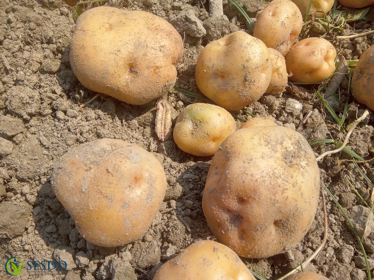 Tapas_Mollick's tweet photo. Potato Cultivation: Climate-Smart Agriculture

#climatesmartagriculture #climatesmartagroforestry #climatesmartagritourism #agritourismvillagekatakhali #climateresilience #farmers #foodsecurity #CSA3 #SESDO #sesdobd #Satkhira #Bangladesh #livelihoods #SDGs https://t.co/s6QeEVkB00