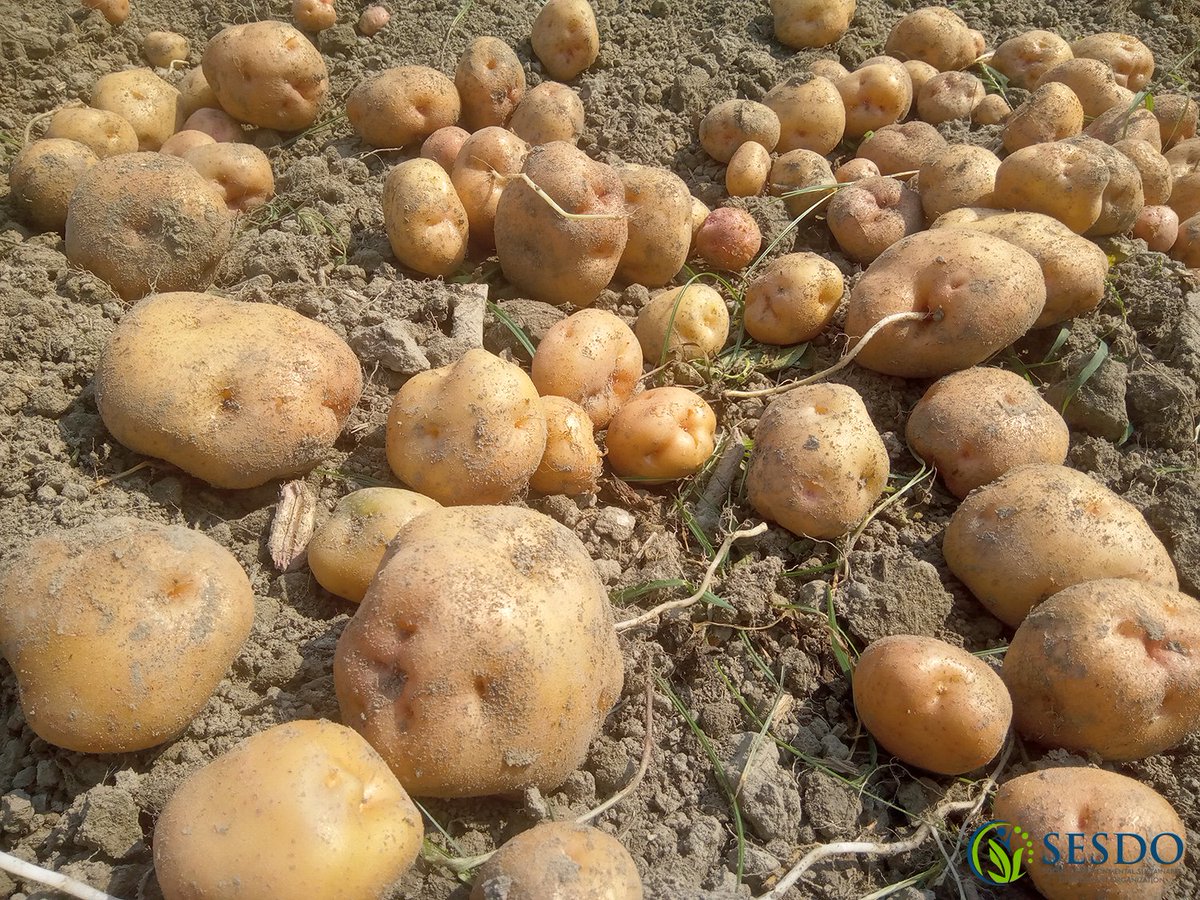 SESDOBD's tweet photo. Potato Cultivation: Climate-Smart Agriculture 

#climatesmartagriculture #climatesmartagroforestry #climatesmartagritourism #agritourismvillagekatakhali #climateresilience #farmers #foodsecurity #CSA3 #SESDO #sesdobd #Satkhira #Bangladesh #livelihoods #SDGs https://t.co/Ffcov75MI5