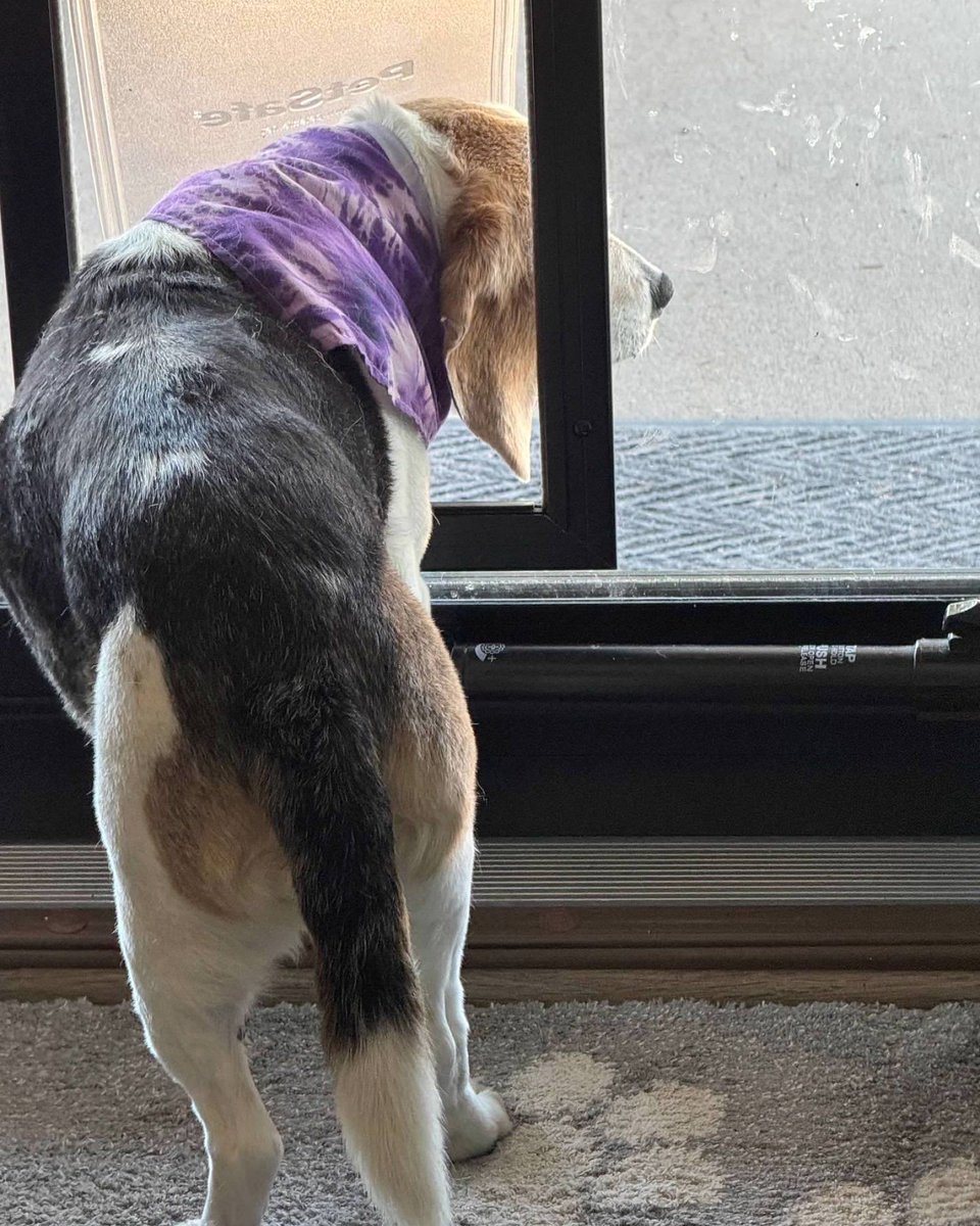 The #beagle reserves the right to stand half in and half out of the doorway, sniffing the air for as long as deemed necessary. #beaglefacts 

📷 <a href="/fairweather5280/">Dr. Jennifer Grier Fairweather (she/her) 🌤</a> / Twitter