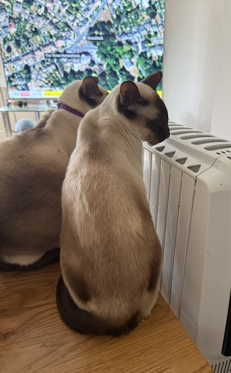 bowmeeze's tweet photo. The chocolates  warming their old bones 🥰 #coldmeeze https://t.co/R9hlj6VTp9